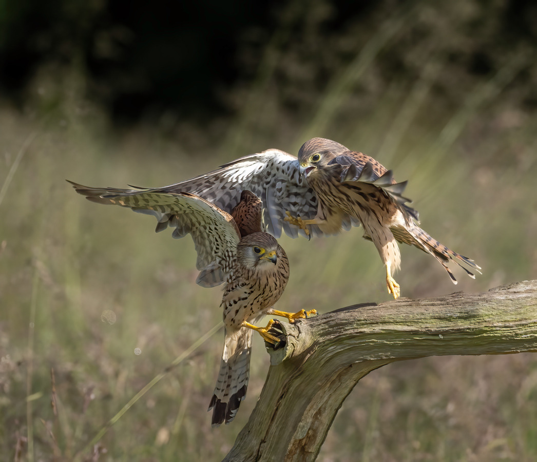 Female Kestral admonishing young